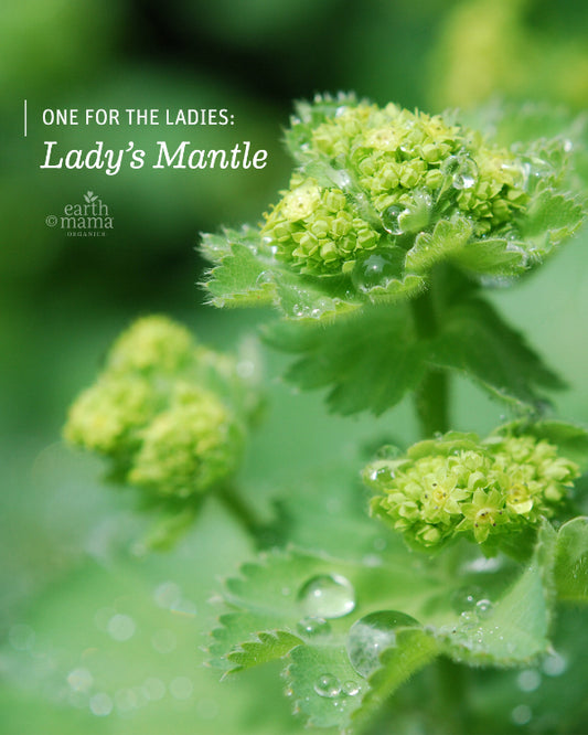 One for the Ladies: Lady's Mantle