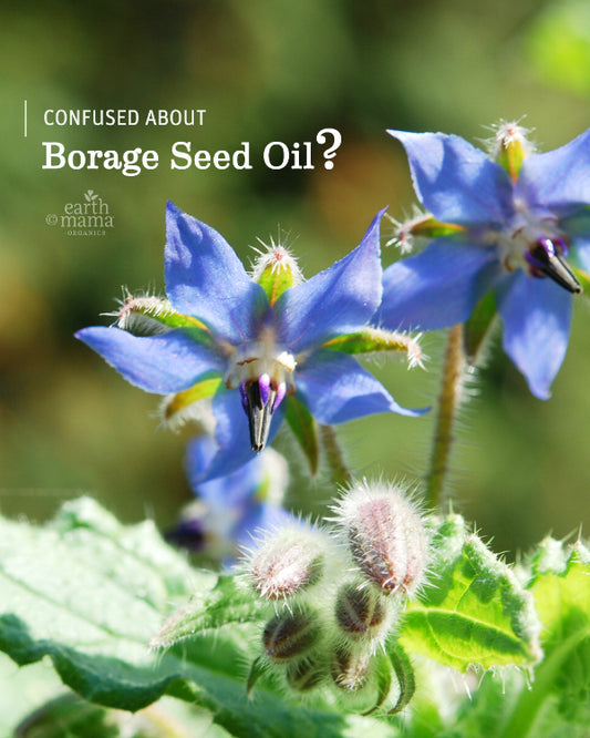Confused About Borage Seed Oil?