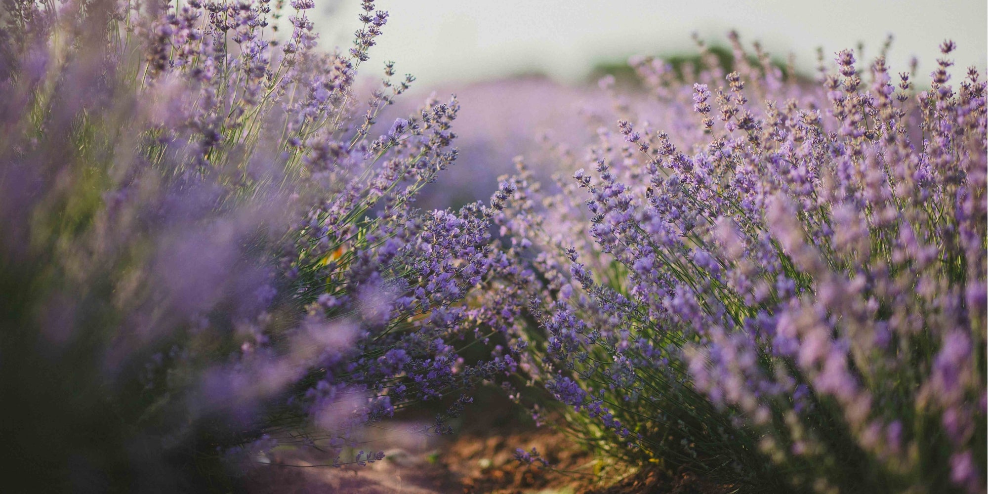 lavender